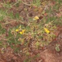 Crotalaria lunulata B.Heyne ex Wight & Arn.